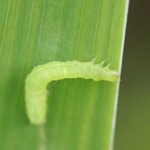 Spring Inchworms – Paleacrita vernata get a quote