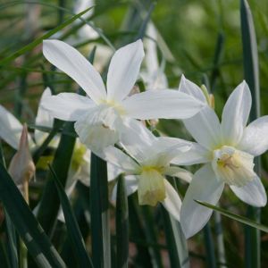 Narcissus ‘Thalia’ – Daffodil ‘Thalia’ get a quote