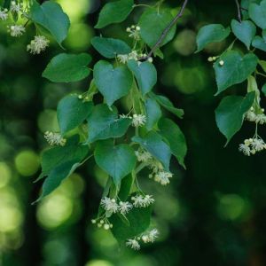 Tilia cordata ‘Greenspire’ – Tilia parvifolia ‘Greenspire’ – Littleleaf linden – Small-leafed linden get a quote