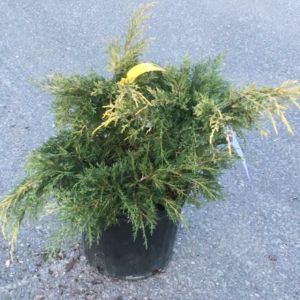 Juniperus ‘Gold Lace’ – Sabina – Juniper get a quote