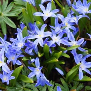 Chionodoxa forbesii – Chionodoxa luciliae of gardens – Chionodoxa sichei – Chionodoxa tmolusi – Glory of the Snow – get a quote