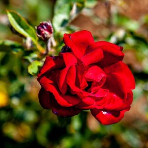 Rosa ‘Red Fountain’ – Rose ‘Red Fountain’ get a quote