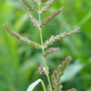 Barnyard Grass get a quote