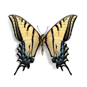 Tiger Swallowtails – Twotailed Tiger Swallowtail – Papilio multicaudatus get a quote