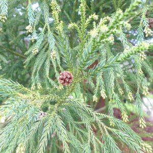 Cryptomeria japonica ‘Yoshino’ – Japanese Cedar – Sugi – get a quote