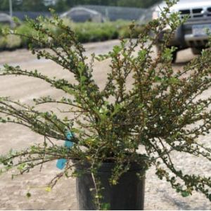 Cotoneaster ‘cranberry’ – Cotoneaster apiculatus get a quote
