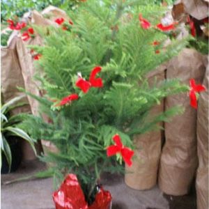 Araucaria heterophylla – Norfolk Island Pine decorated with red bows in decorative foil get a quote