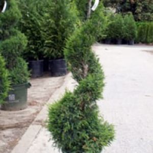 Topiary – Spiral Juniper get a quote