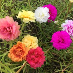 Portulaca assorted colors – Moss rose – get a quote