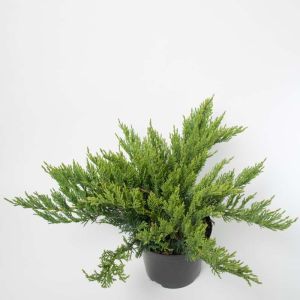 Juniperus sabina ‘Tamariscifolia’ – Tamarisk Juniper  – Savin Juniper – Sabina – Juniper get a quote