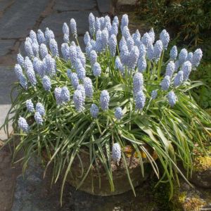 Muscari armeniacum ‘Valerie Finnis’ – Muscarimia – Grape Hyacinth – get a quote