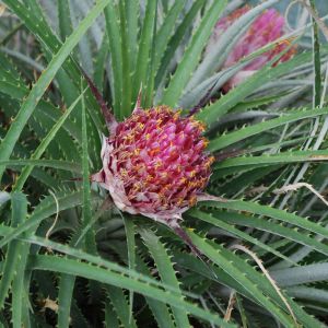 Ochagavia carnea – Ochagavia lindleyana – get a quote