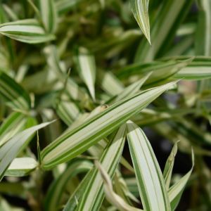 Pleioblastus variegatus – Aarundinaria fortunei – Aarundinaria variegata – Dwarf White-sheated Bamboo – ‘Chigo-zasa’ – get a quote