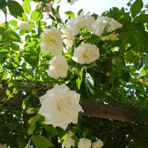 Rosa ‘Alberic Barbier’ – Rose ‘Alberic Barbier’ get a quote