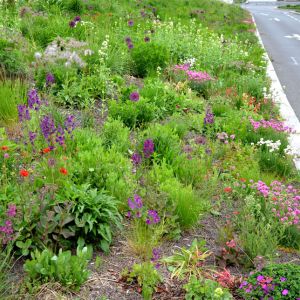 Featured Plants that Tolerate Urban Pollution Plants