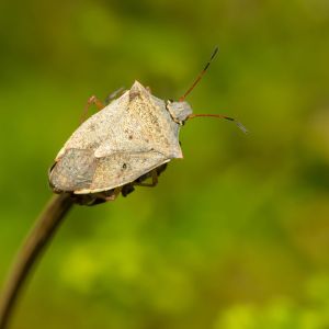 One Spotted Stink Bug – Euschistus variolarius get a quote