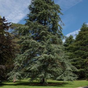 Cedrus atlantica – Cedrus libani subsp. atlantica – Atlas Cedar Atlantic Cedar – Cedar – True Cedar – get a quote