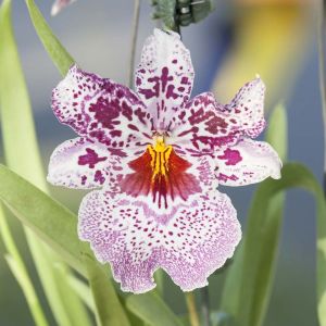 Odontonia – orchid get a quote