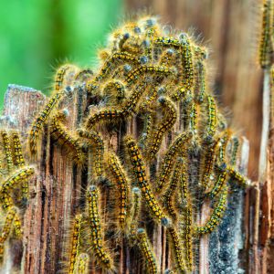 Western Tent Caterpillars – Malacosoma californicum get a quote