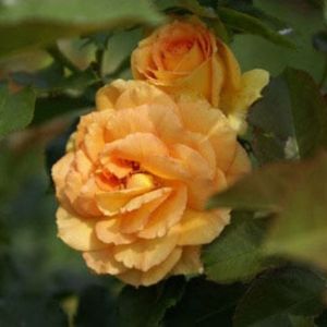 Rosa ‘Eureka’ – Rose  ‘Eureka’ get a quote