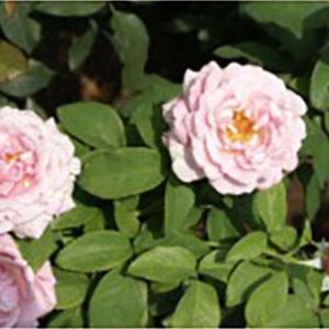 Rosa ‘Memorial Day’ – Rose ‘Memorial Day’ get a quote