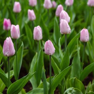 Tulipa ‘Candy Prince’  – Tulip ‘Candy Prince’ get a quote
