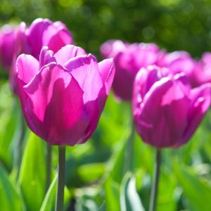 Tulipa ‘Negrita’  – Tulip ‘Negrita’ get a quote