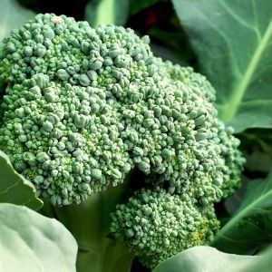 Broccoli – Lieutenant get a quote