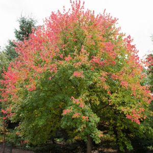 Acer rubrum ‘Schlesingeri’ ‘ Red Maple – Scarlet Maple ‘ Swamp Maple ‘ Canadian Maple – Maple get a quote