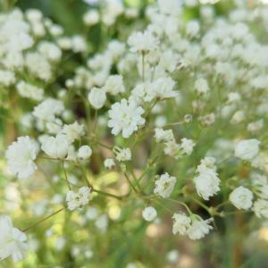 Gypsophila paniculata ‘Festival’ – Baby’s Breath – get a quote