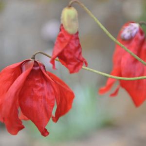 Meconopsis punicea – get a quote