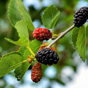 Morus nigra – Black Mulberry – Mulberry – get a quote