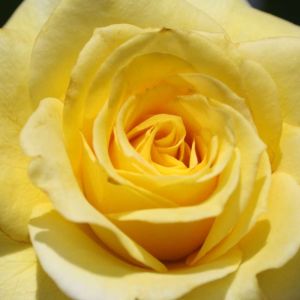 Rosa ‘Arthur Bell’ – Rose ‘Arthur Bell’ get a quote