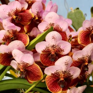 Euanthe – Orchid get a quote