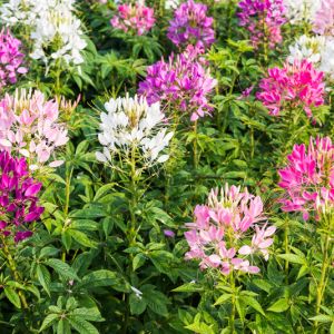 Cleome – Spider flowers – get a quote