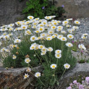 Erigeron compositus – Fleabane – get a quote