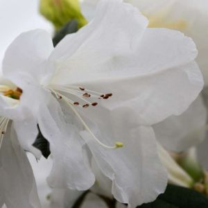 Rhododendron ‘Unique’ – Azaleas – get a quote