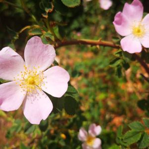 Rosa ‘Hampshire’ – Rose ‘Korhamp’ get a quote