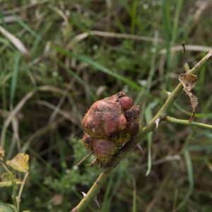 Rose Crown Gall get a quote