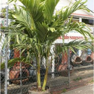 Veitchia merrillii – Christmas Palm – get a quote