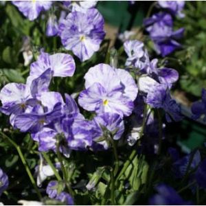 Violet – Perennial violet – Violia ‘Columbine’ get a quote