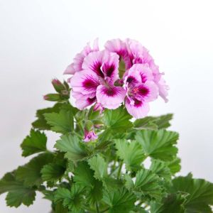 Geranium regal – Regal polargoniums – get a quote