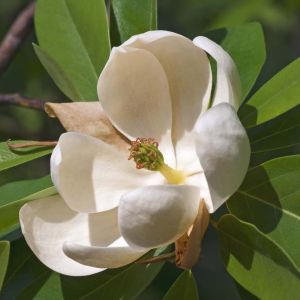 Magnolia virginiana – Magnolia glauca – Swamp Magnolia – Swamp Laurel – Sweet Bay get a quote