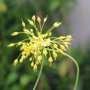 Allium flavum – Small Yellow Onion – Onion get a quote