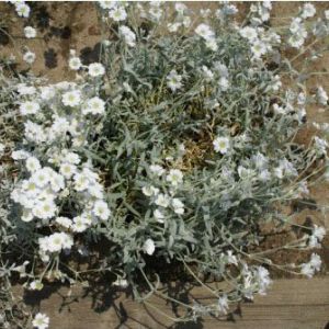 Cerastium tomentoseum – Snow in Summer – get a quote