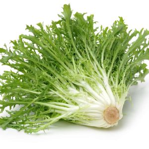 Cichorium endiva – Scarole – Chicory – Endive – get a quote