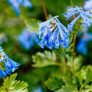 Corydalis flexuosa – Pseudofumaria – get a quote