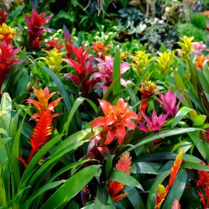 Guzmania – bromeliad get a quote