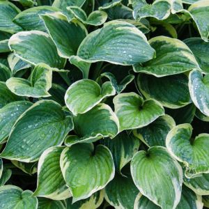 Hosta ‘Fortunei’ – Plantain Lily ‘Fortunei’ get a quote