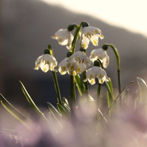 Leucojum valentinum – Snowflake – get a quote